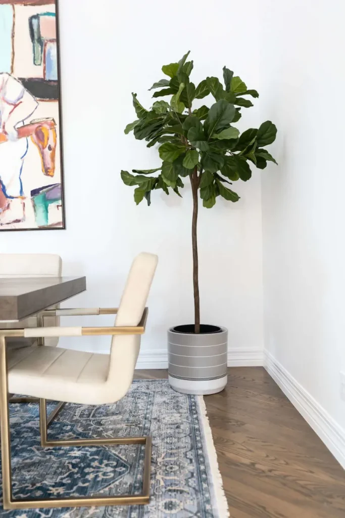 Indoor plant in a gray striped pot beside cream dining chair and blue rug