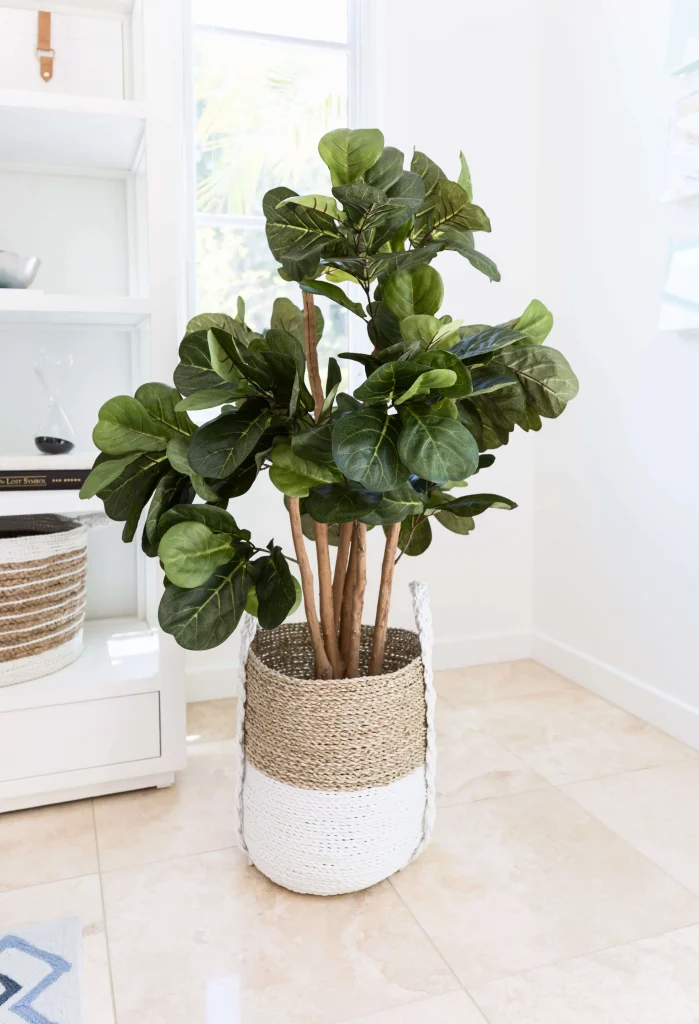 Green leafy indoor plant in a two-tone woven basket on a tiled floor