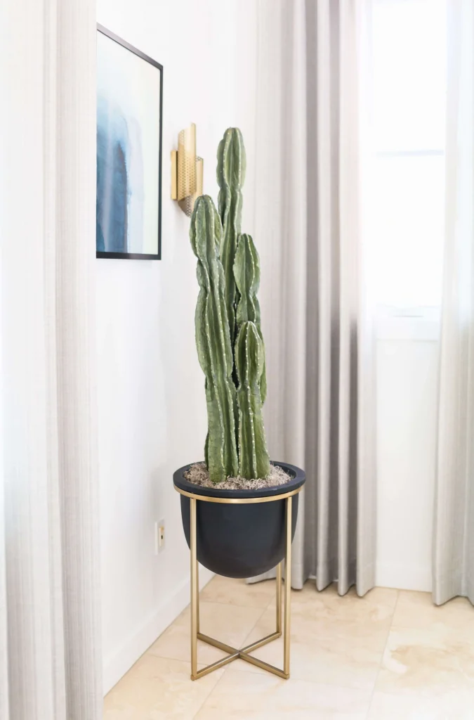 Tall cactus in a modern black and gold planter in a bright corner