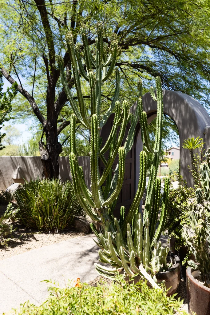 Outdoor garden with cactus and desert plants
